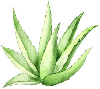 Aloe Vera Pflanze